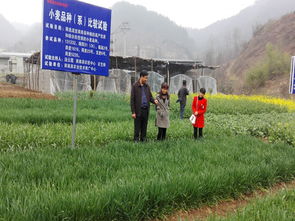 商南县农业技术推广中心开展病虫防治，助力农业技术推广工作