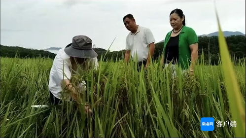 琼中 农技人员深入一线，指导农户开展生产自救，全力抢救珍稀山兰稻