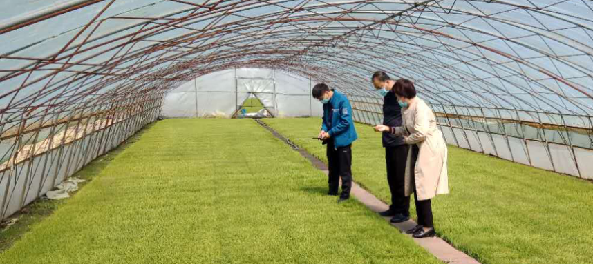 绥棱农技“零距离” 服务下沉田间，科技赋能春耕