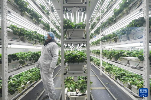 草莓小镇迎来产销旺季，农业技术推广助力产业升级