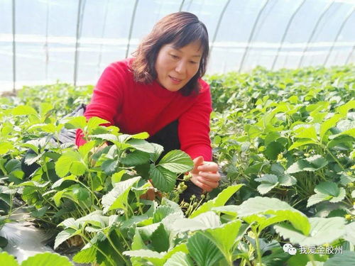 科技赋能田野，点亮现代农业新希望——专访青岛市农业技术推广协会会长、九龙山合作社理事长李春花