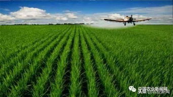 我国农业科技创新专利数量领先与技术落地艰难的矛盾解析