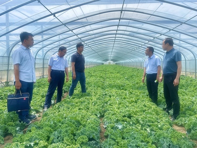 菜价上涨背后 技术推广的瓶颈与农民的增收困境