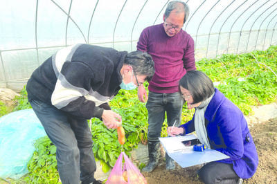 兰溪马铃薯秋播越冬“钻空档”农业技术推广研究